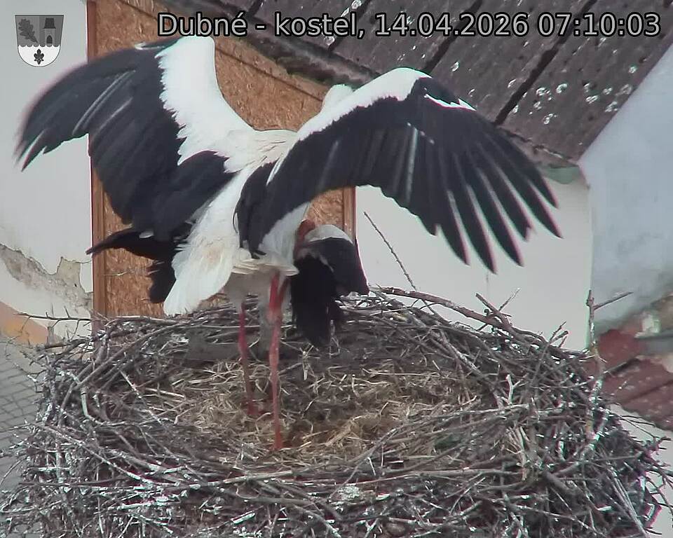 Capi_Dubne_20260414_071003.jpg (1350&nbsp;x&nbsp;1080)