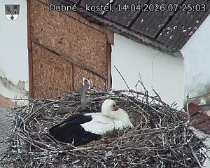 Capi_Dubne_20260414_072503.jpg (1350&nbsp;x&nbsp;1080)