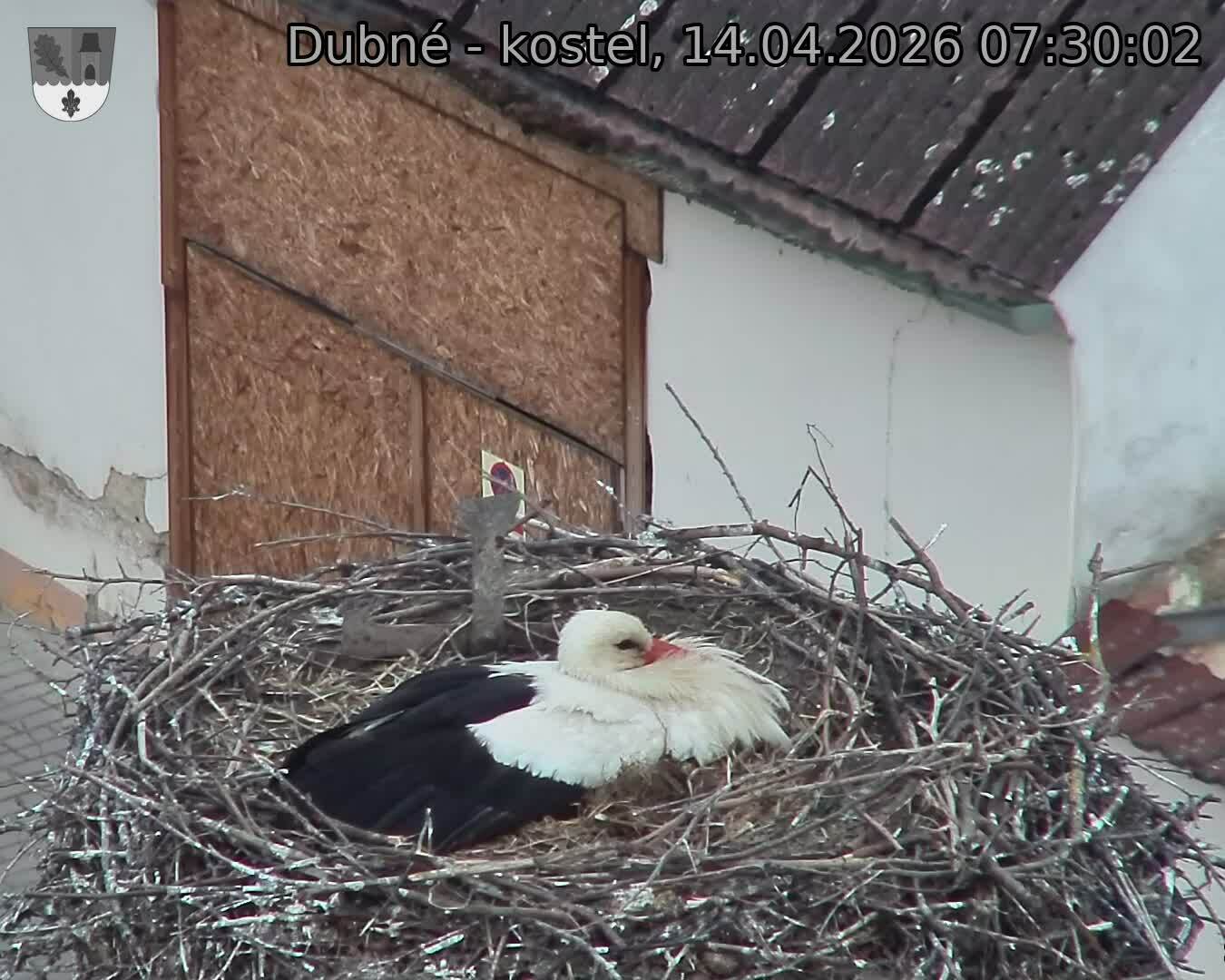 Capi_Dubne_20260414_073002.jpg (1350&nbsp;x&nbsp;1080)