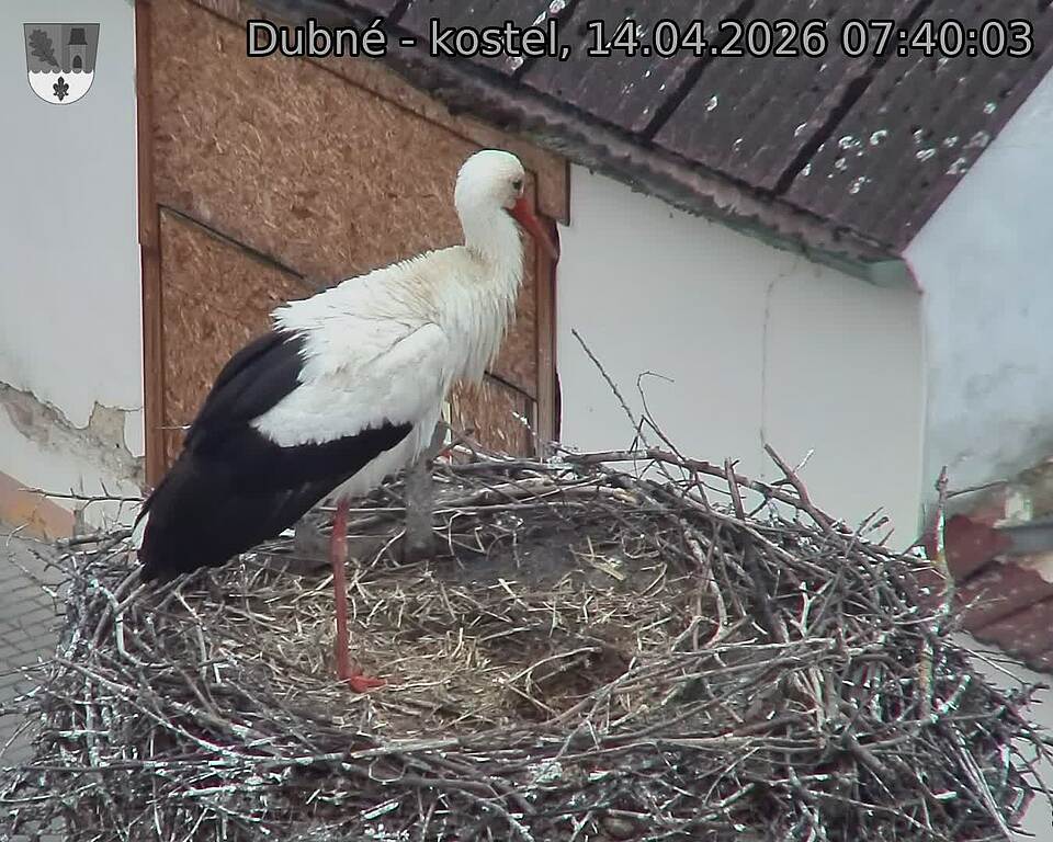 Capi_Dubne_20260414_074003.jpg (1350&nbsp;x&nbsp;1080)