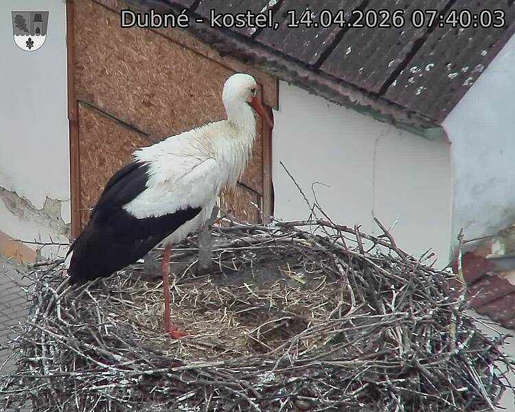 Capi_Dubne_20260414_074003.jpg (1350&nbsp;x&nbsp;1080)