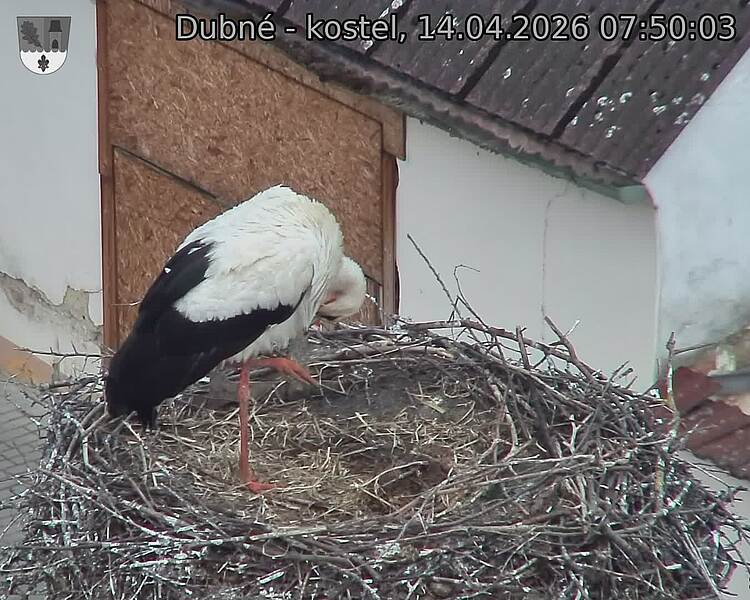 Capi_Dubne_20260414_075003.jpg (1350&nbsp;x&nbsp;1080)