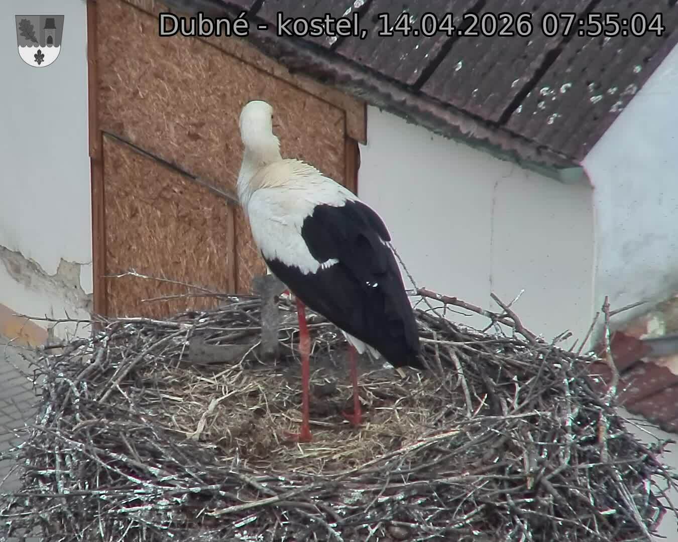 Capi_Dubne_20260414_075504.jpg (1350&nbsp;x&nbsp;1080)