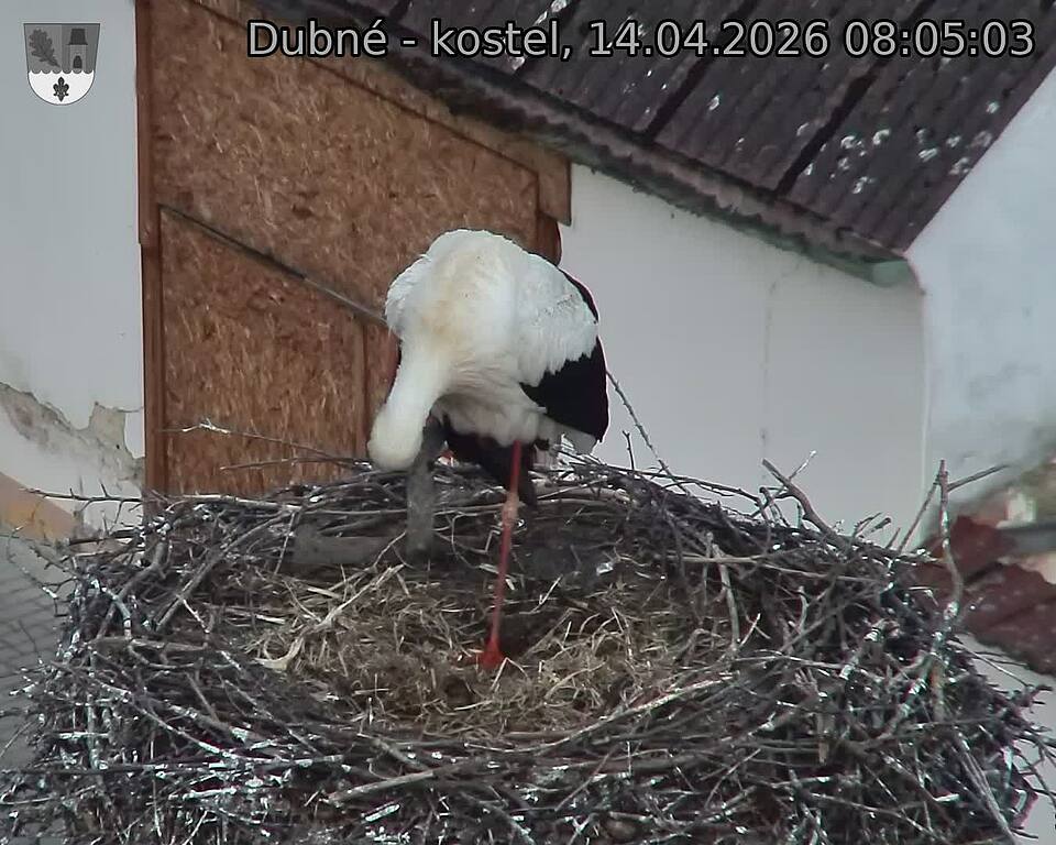 Capi_Dubne_20260414_080503.jpg (1350&nbsp;x&nbsp;1080)