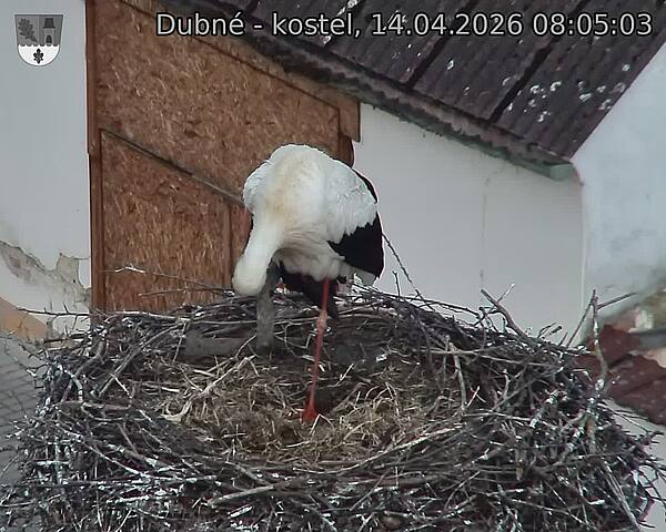 Capi_Dubne_20260414_080503.jpg (1350&nbsp;x&nbsp;1080)