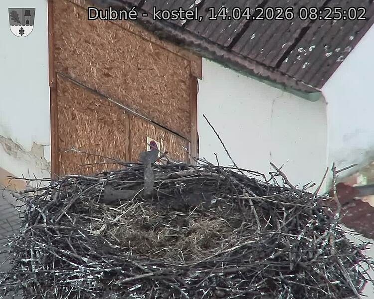 Capi_Dubne_20260414_082502.jpg (1350&nbsp;x&nbsp;1080)