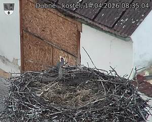 Capi_Dubne_20260414_083504.jpg (1350&nbsp;x&nbsp;1080)