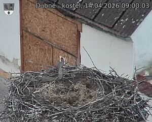 Capi_Dubne_20260414_090003.jpg (1350&nbsp;x&nbsp;1080)