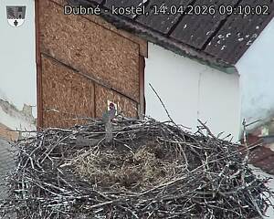 Capi_Dubne_20260414_091002.jpg (1350&nbsp;x&nbsp;1080)