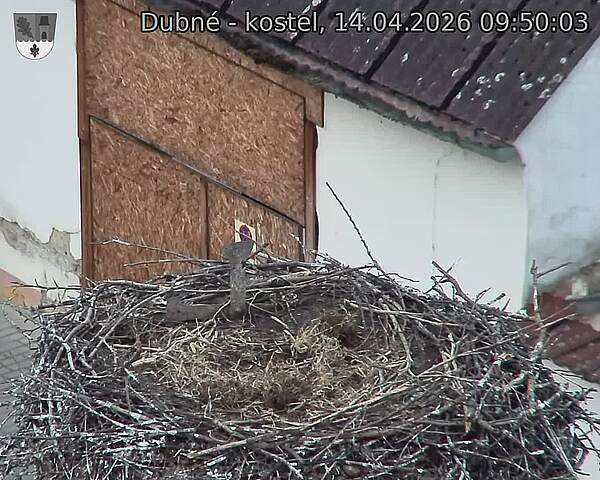 Capi_Dubne_20260414_095003.jpg (1350&nbsp;x&nbsp;1080)