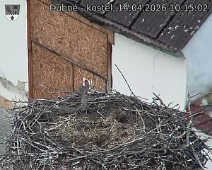 Capi_Dubne_20260414_101503.jpg (1350&nbsp;x&nbsp;1080)