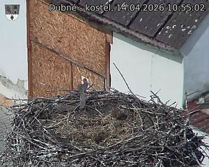 Capi_Dubne_20260414_105503.jpg (1350&nbsp;x&nbsp;1080)