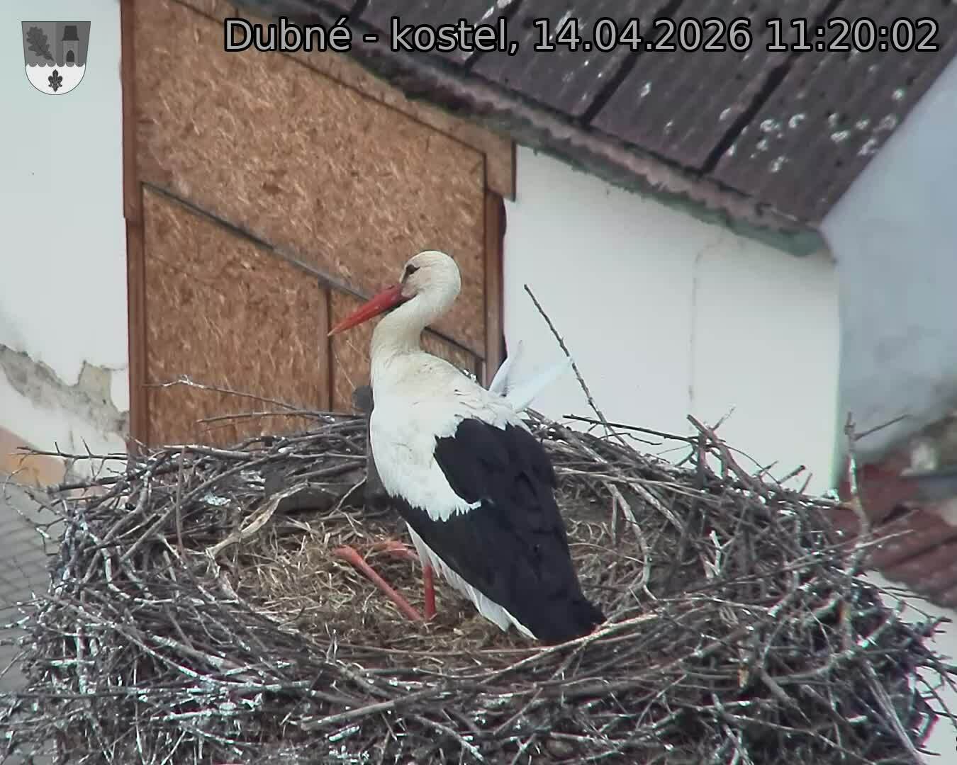 Capi_Dubne_20260414_112002.jpg (1350&nbsp;x&nbsp;1080)