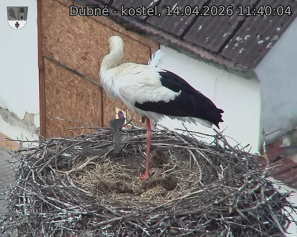 Capi_Dubne_20260414_114004.jpg (1350&nbsp;x&nbsp;1080)