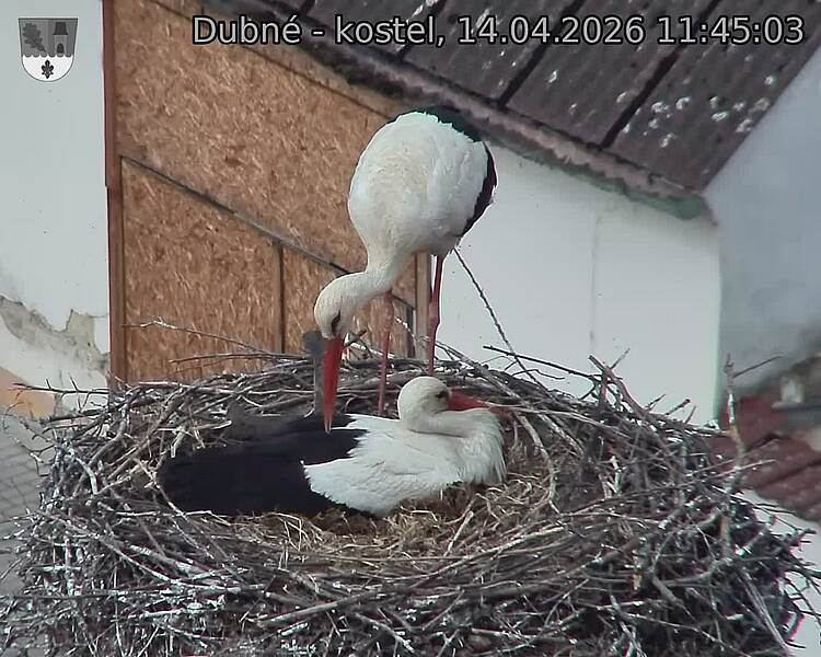 Capi_Dubne_20260414_114503.jpg (1350&nbsp;x&nbsp;1080)