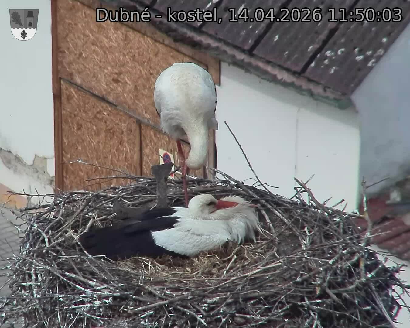 Capi_Dubne_20260414_115003.jpg (1350&nbsp;x&nbsp;1080)