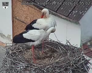 Capi_Dubne_20260414_115502.jpg (1350&nbsp;x&nbsp;1080)