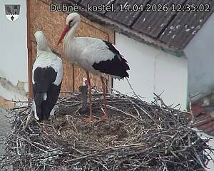 Capi_Dubne_20260414_123502.jpg (1350&nbsp;x&nbsp;1080)