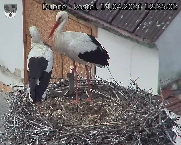 Capi_Dubne_20260414_123502.jpg (1350&nbsp;x&nbsp;1080)