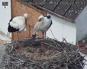 Capi_Dubne_20260414_125503.jpg (1350&nbsp;x&nbsp;1080)