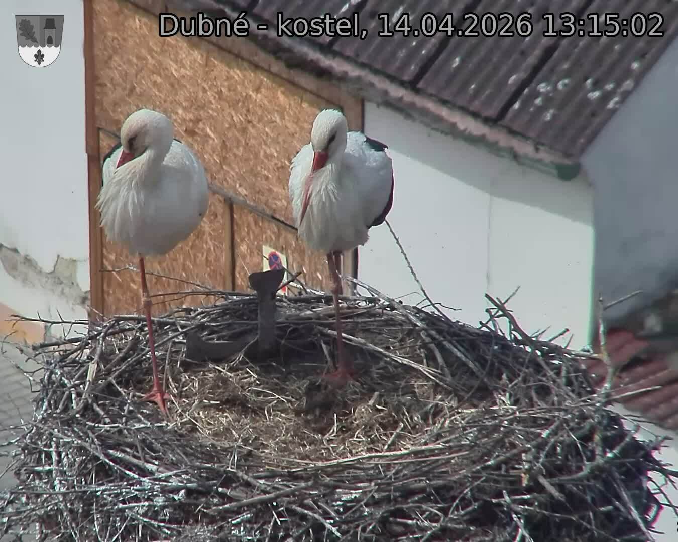 Capi_Dubne_20260414_131502.jpg (1350&nbsp;x&nbsp;1080)