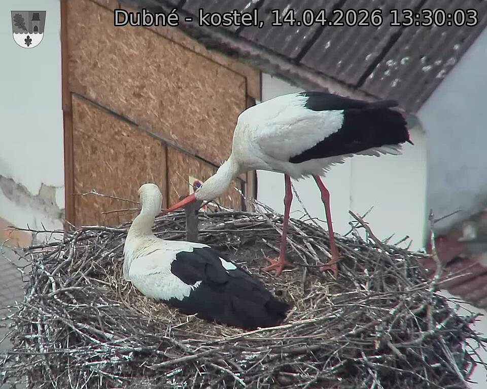 Capi_Dubne_20260414_133003.jpg (1350&nbsp;x&nbsp;1080)