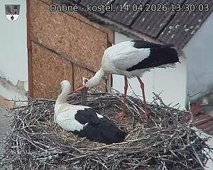 Capi_Dubne_20260414_133003.jpg (1350&nbsp;x&nbsp;1080)