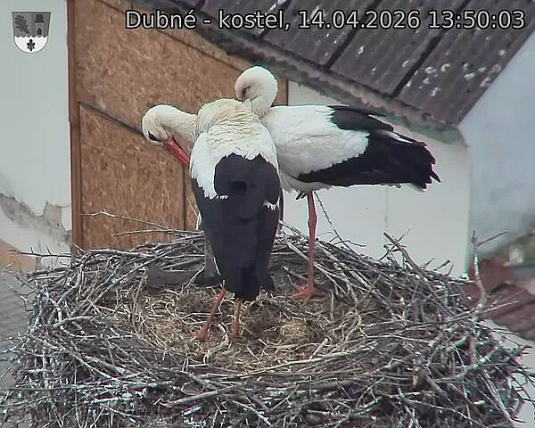 Capi_Dubne_20260414_135003.jpg (1350&nbsp;x&nbsp;1080)