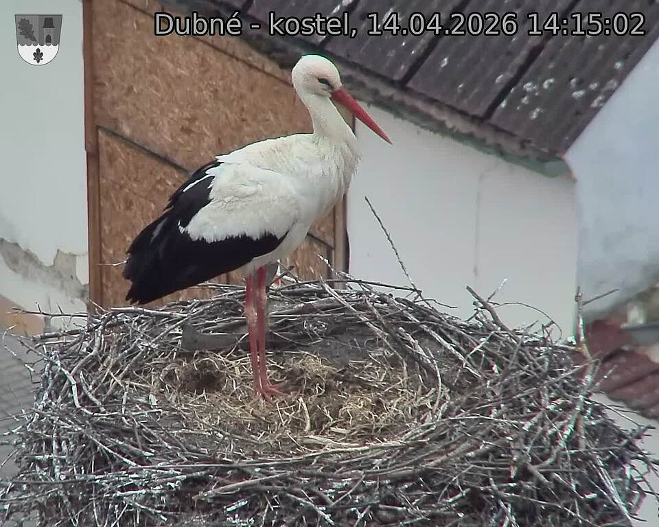 Capi_Dubne_20260414_141503.jpg (1350&nbsp;x&nbsp;1080)