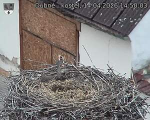 Capi_Dubne_20260414_145003.jpg (1350&nbsp;x&nbsp;1080)