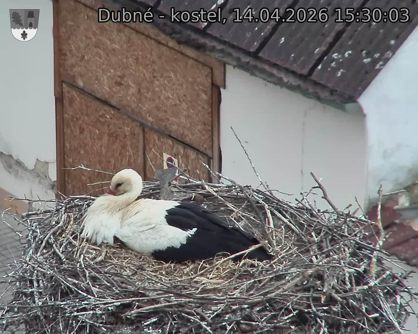 Capi_Dubne_20260414_153003.jpg (1350&nbsp;x&nbsp;1080)
