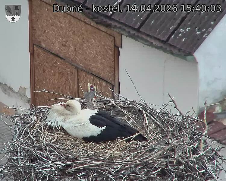 Capi_Dubne_20260414_154003.jpg (1350&nbsp;x&nbsp;1080)