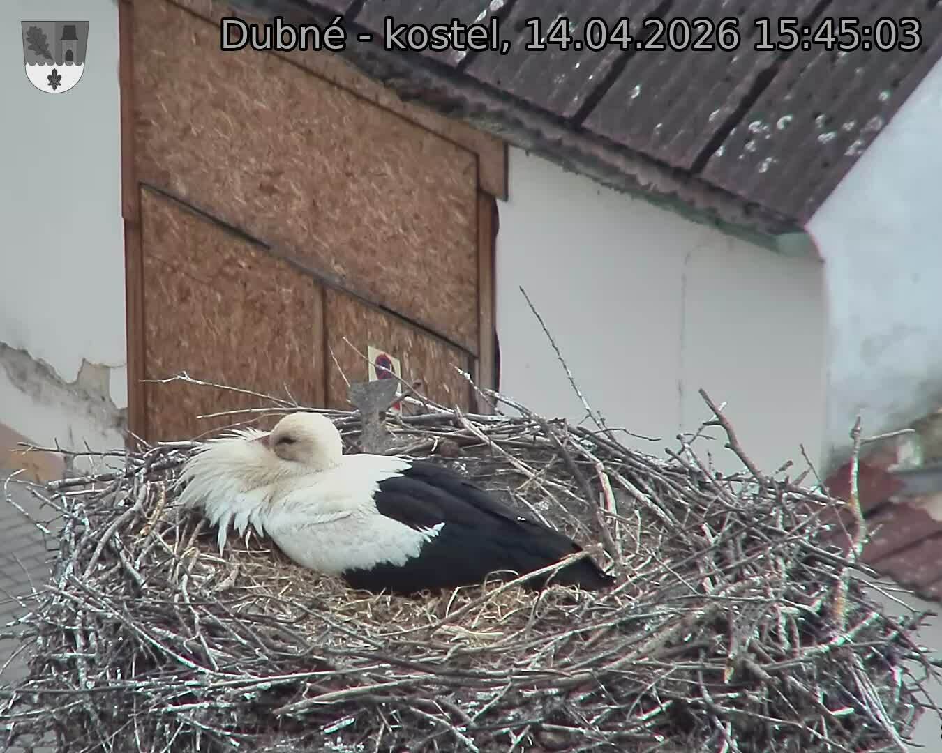 Capi_Dubne_20260414_154503.jpg (1350&nbsp;x&nbsp;1080)