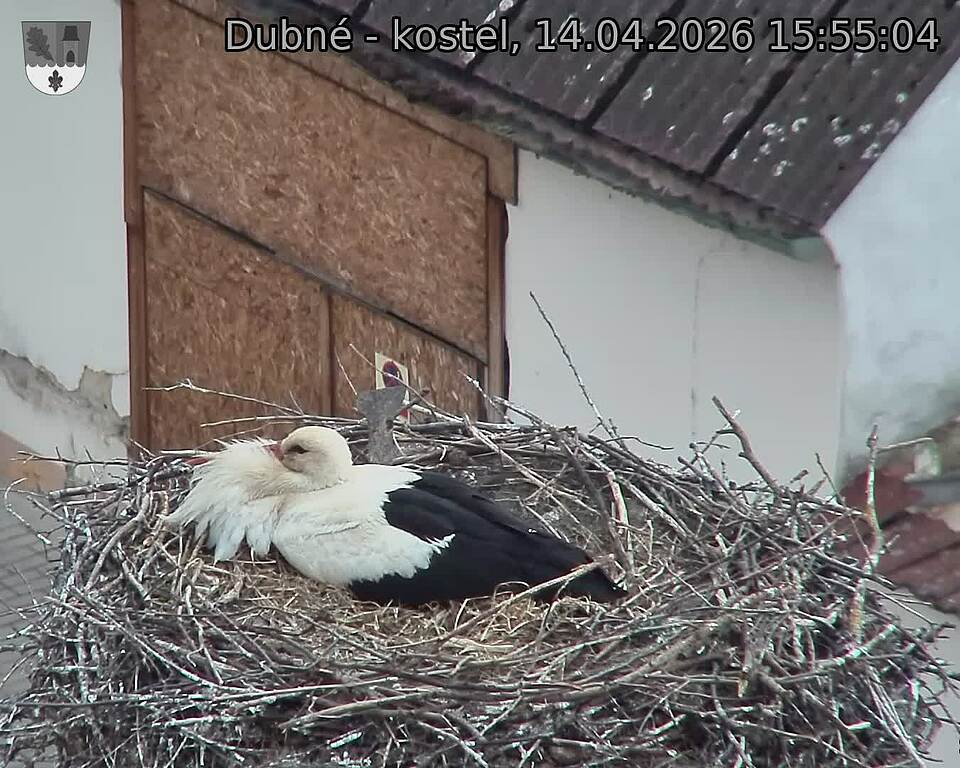 Capi_Dubne_20260414_155504.jpg (1350&nbsp;x&nbsp;1080)