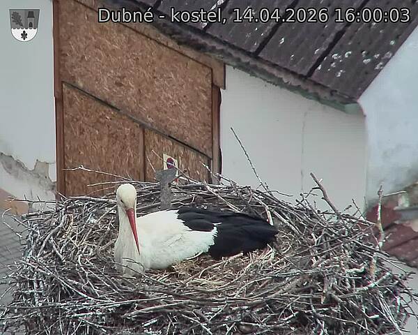 Capi_Dubne_20260414_160003.jpg (1350&nbsp;x&nbsp;1080)