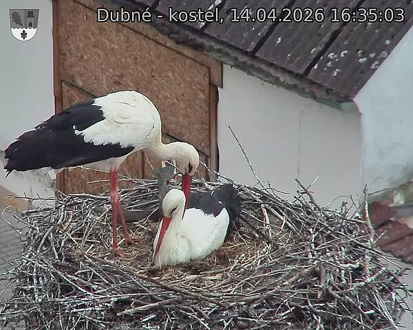 Capi_Dubne_20260414_163503.jpg (1350&nbsp;x&nbsp;1080)