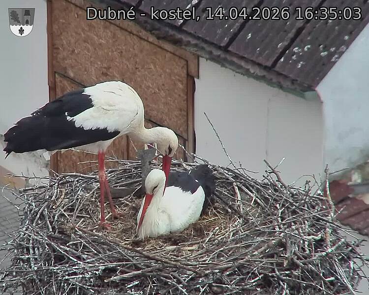 Capi_Dubne_20260414_163503.jpg (1350&nbsp;x&nbsp;1080)