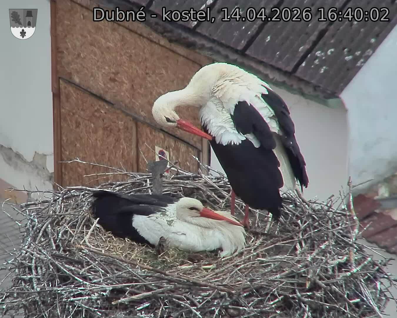 Capi_Dubne_20260414_164002.jpg (1350&nbsp;x&nbsp;1080)