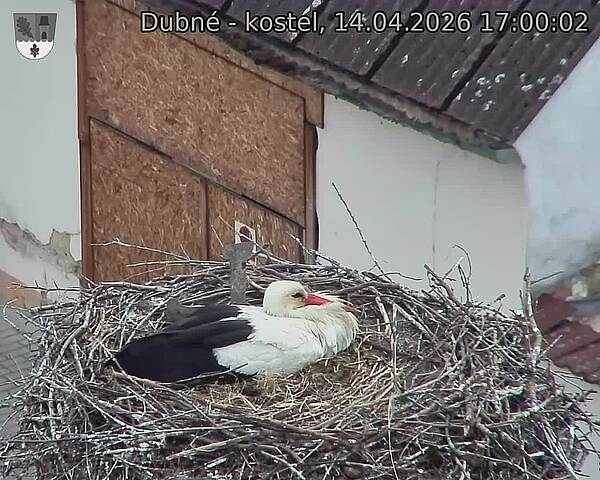 Capi_Dubne_20260414_170002.jpg (1350&nbsp;x&nbsp;1080)