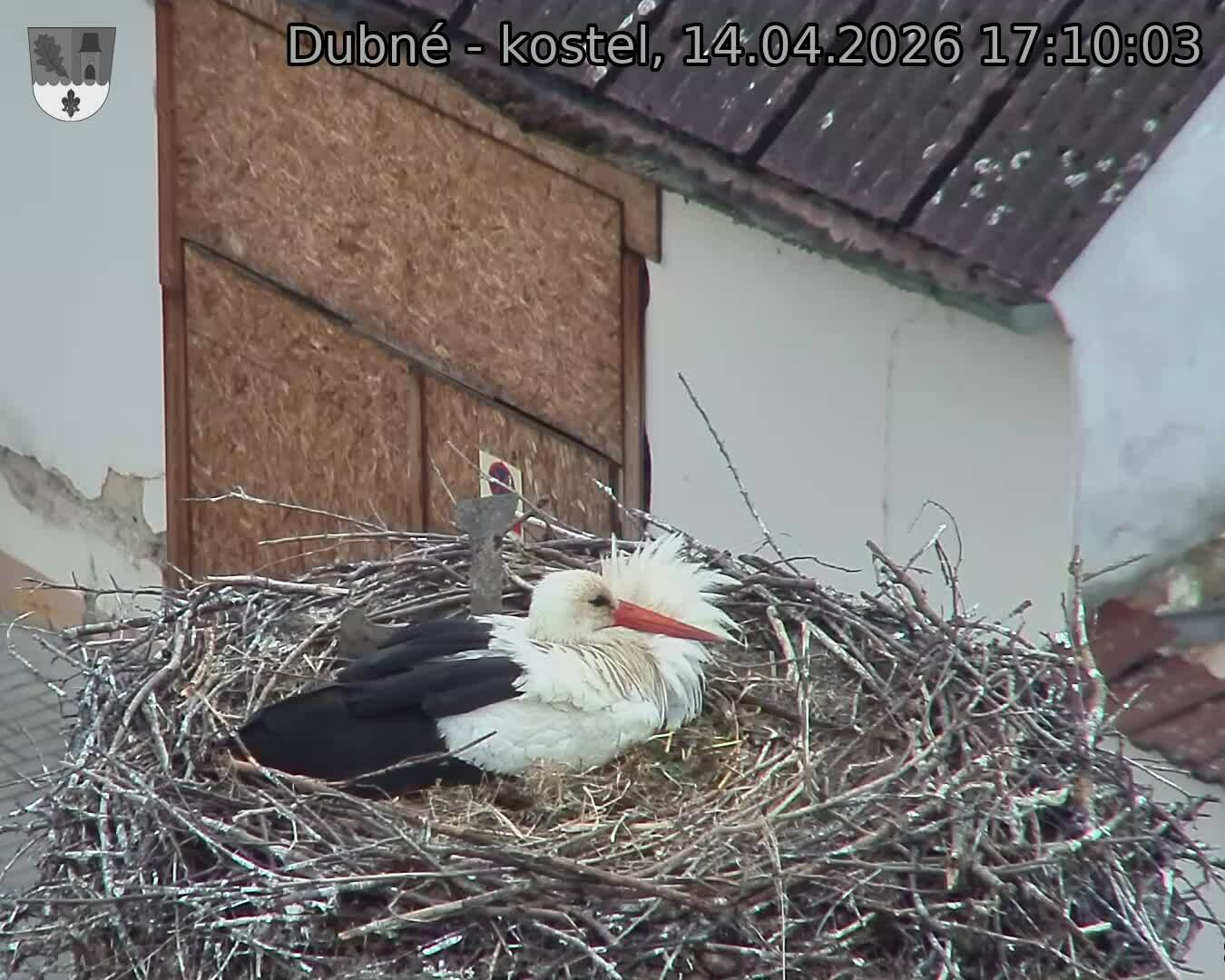 Capi_Dubne_20260414_171003.jpg (1350&nbsp;x&nbsp;1080)