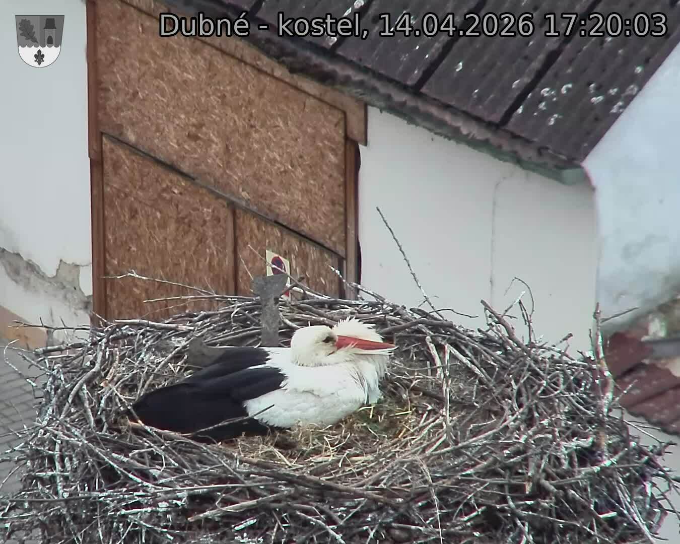 Capi_Dubne_20260414_172003.jpg (1350&nbsp;x&nbsp;1080)