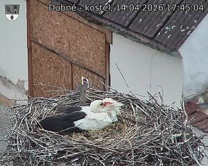 Capi_Dubne_20260414_174504.jpg (1350&nbsp;x&nbsp;1080)