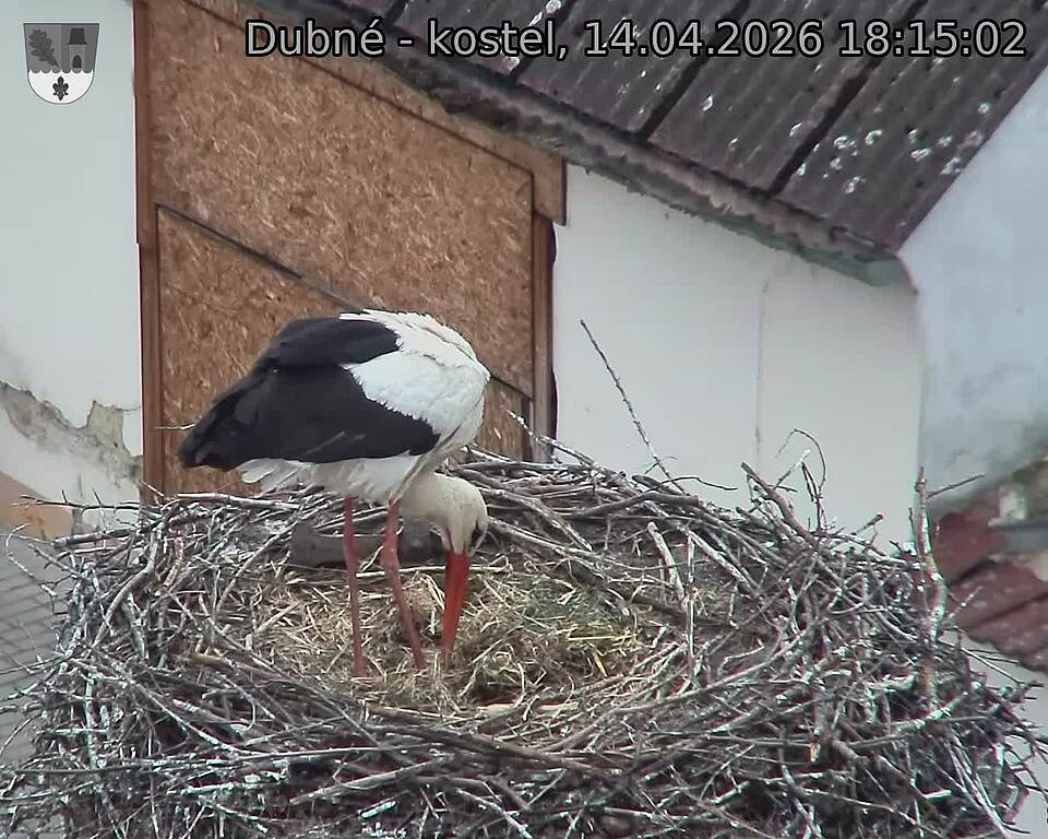 Capi_Dubne_20260414_181502.jpg (1350&nbsp;x&nbsp;1080)