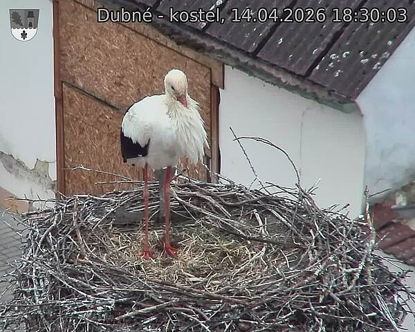 Capi_Dubne_20260414_183003.jpg (1350&nbsp;x&nbsp;1080)