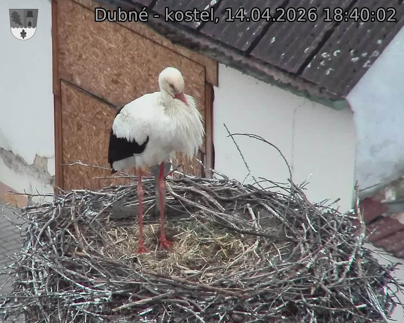 Capi_Dubne_20260414_184002.jpg (1350&nbsp;x&nbsp;1080)