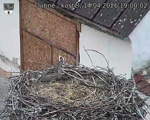 Capi_Dubne_20260414_190002.jpg (1350&nbsp;x&nbsp;1080)