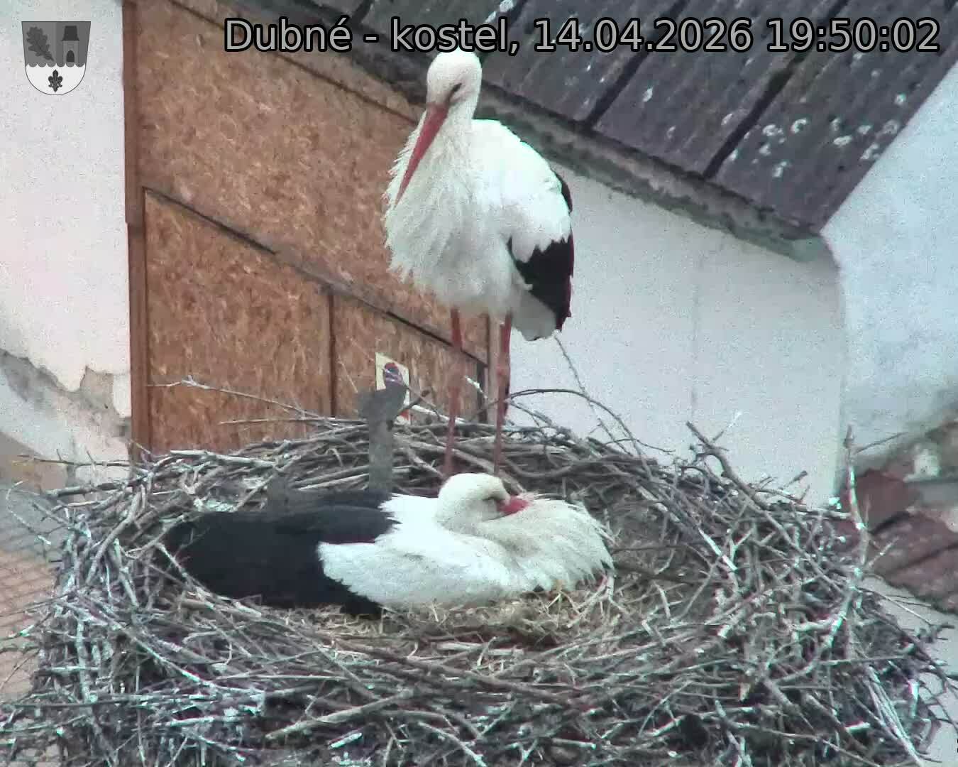 Capi_Dubne_20260414_195002.jpg (1350&nbsp;x&nbsp;1080)