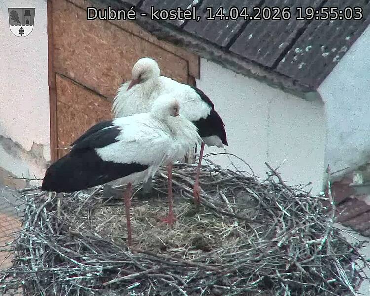 Capi_Dubne_20260414_195503.jpg (1350&nbsp;x&nbsp;1080)