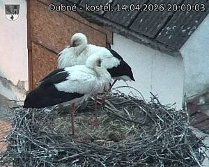 Capi_Dubne_20260414_200003.jpg (1350&nbsp;x&nbsp;1080)