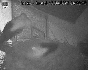 Capi_Dubne_20260415_042002.jpg (1350&nbsp;x&nbsp;1080)